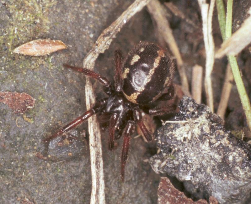 Singa_ZZ259_F2400_Z_82_HW 43 _Nieuw-Zeeland.jpg